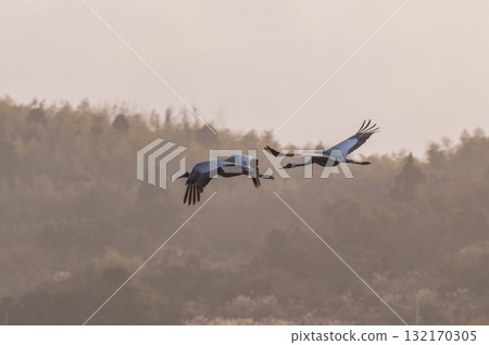 Cranes Flying at Dawn - Izumi, Kagoshima Prefecture - Cranes Flying at Dawn - Izumi, Kagoshima Prefecture - 132170305