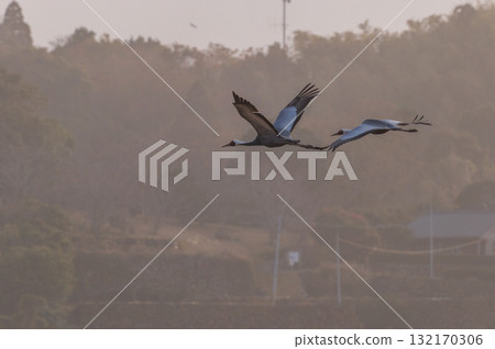 Cranes Flying at Dawn - Izumi, Kagoshima Prefecture - Cranes Flying at Dawn - Izumi, Kagoshima Prefecture - 132170306