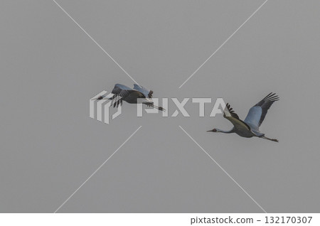 Cranes Flying at Dawn - Izumi, Kagoshima Prefecture - Cranes Flying at Dawn - Izumi, Kagoshima Prefecture - 132170307