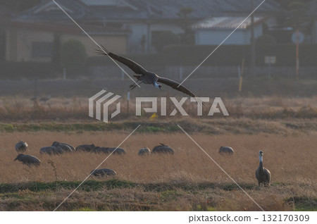 黎明時分的鶴群——鹿兒島縣和泉市—— 132170309
