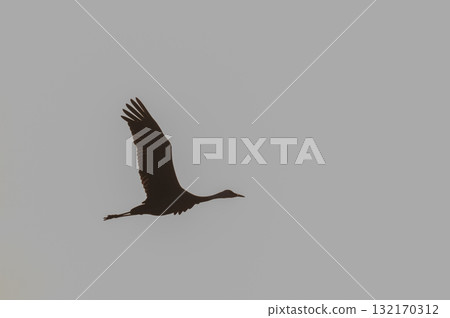 黎明時分的鶴群——鹿兒島縣和泉市—— 黎明時分的鶴群——鹿兒島縣和泉市—— 132170312