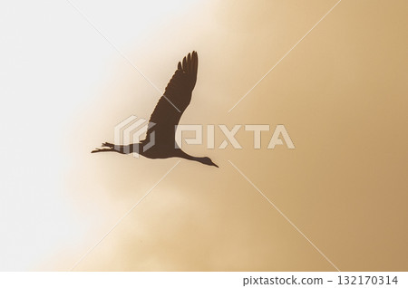 黎明時分的鶴群——鹿兒島縣和泉市—— 黎明時分的鶴群——鹿兒島縣和泉市—— 132170314