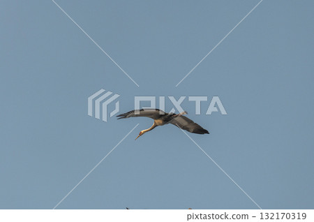 黎明時分的鶴群——鹿兒島縣和泉市—— 132170319