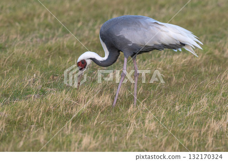 Cranes Flying at Dawn - Izumi, Kagoshima Prefecture - Cranes Flying at Dawn - Izumi, Kagoshima Prefecture - 132170324