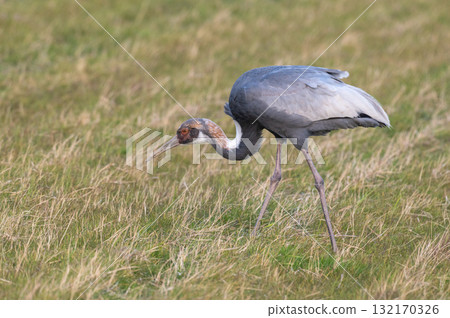 Cranes Flying at Dawn - Izumi, Kagoshima Prefecture - Cranes Flying at Dawn - Izumi, Kagoshima Prefecture - 132170326