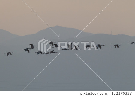 Cranes Flying at Dawn - Izumi, Kagoshima Prefecture - Cranes Flying at Dawn - Izumi, Kagoshima Prefecture - 132170338
