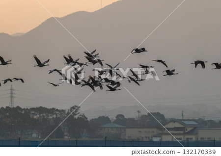 Cranes Flying at Dawn - Izumi, Kagoshima Prefecture - Cranes Flying at Dawn - Izumi, Kagoshima Prefecture - 132170339