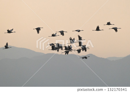 Cranes Flying at Dawn - Izumi, Kagoshima Prefecture - Cranes Flying at Dawn - Izumi, Kagoshima Prefecture - 132170341