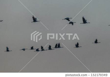 Cranes Flying at Dawn - Izumi, Kagoshima Prefecture - Cranes Flying at Dawn - Izumi, Kagoshima Prefecture - 132170349
