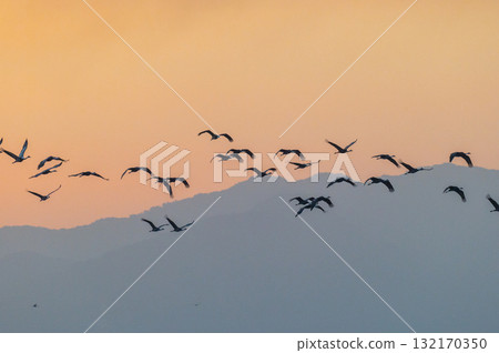 Cranes Flying at Dawn - Izumi, Kagoshima Prefecture - Cranes Flying at Dawn - Izumi, Kagoshima Prefecture - 132170350