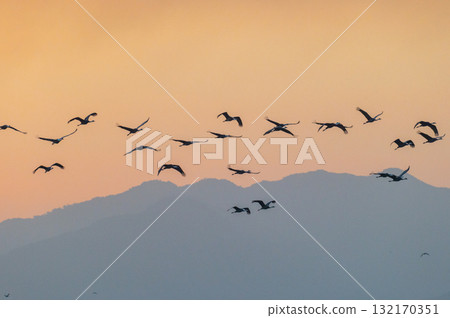 黎明時分的鶴群——鹿兒島縣和泉市—— 黎明時分的鶴群——鹿兒島縣和泉市—— 132170351