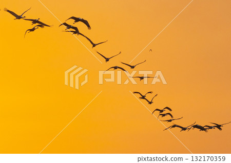 Cranes Flying at Dawn - Izumi, Kagoshima Prefecture - Cranes Flying at Dawn - Izumi, Kagoshima Prefecture - 132170359