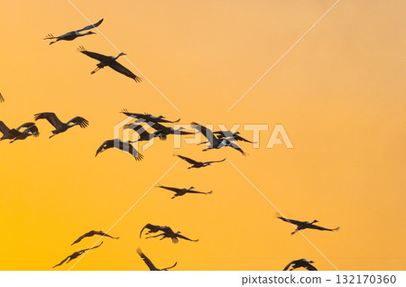 Cranes Flying at Dawn - Izumi, Kagoshima Prefecture - Cranes Flying at Dawn - Izumi, Kagoshima Prefecture - 132170360
