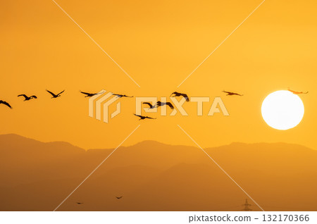 Cranes Flying at Dawn - Izumi, Kagoshima Prefecture - Cranes Flying at Dawn - Izumi, Kagoshima Prefecture - 132170366