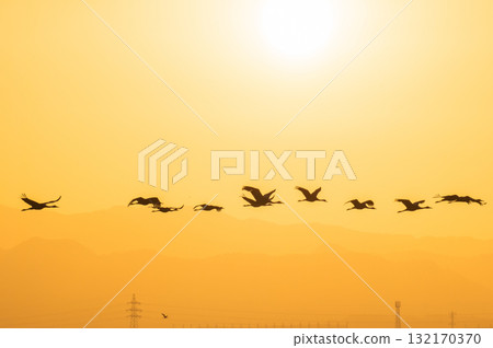 黎明時分的鶴群——鹿兒島縣和泉市—— 黎明時分的鶴群——鹿兒島縣和泉市—— 132170370