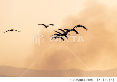 Cranes Flying at Dawn - Izumi, Kagoshima Prefecture - Cranes Flying at Dawn - Izumi, Kagoshima Prefecture - 132170371