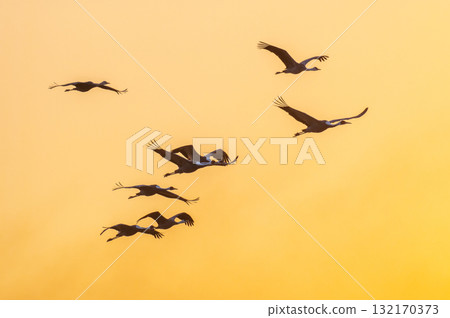 Cranes Flying at Dawn - Izumi, Kagoshima Prefecture - Cranes Flying at Dawn - Izumi, Kagoshima Prefecture - 132170373