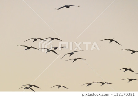 Cranes Flying at Dawn - Izumi, Kagoshima Prefecture - Cranes Flying at Dawn - Izumi, Kagoshima Prefecture - 132170381