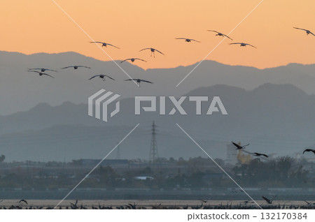 Cranes Flying at Dawn - Izumi, Kagoshima Prefecture - 132170384