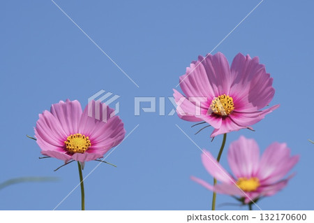 發光在藍天的桃紅色波斯菊 132170600