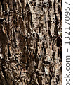 Plum tree bark 132170957