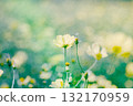 Retro yellow cosmos 132170959