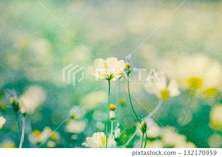 復古黃色波斯菊 132170959