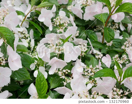 八仙花02 132170960