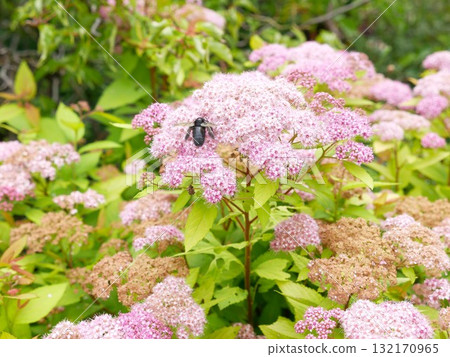 Pink Spiraea 12 Pink Spiraea 12 132170965