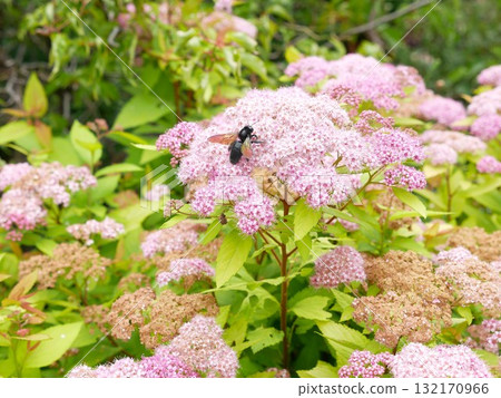 Pink Spiraea 19 Pink Spiraea 19 132170966