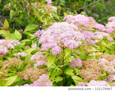 Pink Spiraea 18 132170967