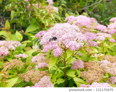 Pink Spiraea 15 132170970