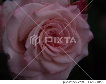 「新娘粉紅」是六月盛開的美麗粉紅玫瑰。 132171058