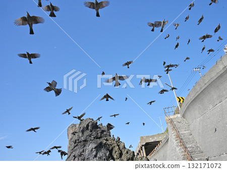 棕色耳鵯群 132171072