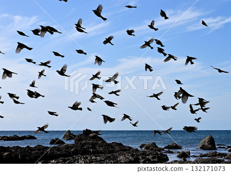 棕色耳鵯群 132171073