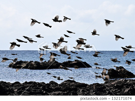 棕色耳鵯群 132171074