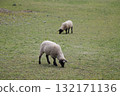 Grazing sheep　 132171136