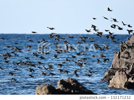 Flock of Brown-eared Bulbuls Flock of Brown-eared Bulbuls 132171232