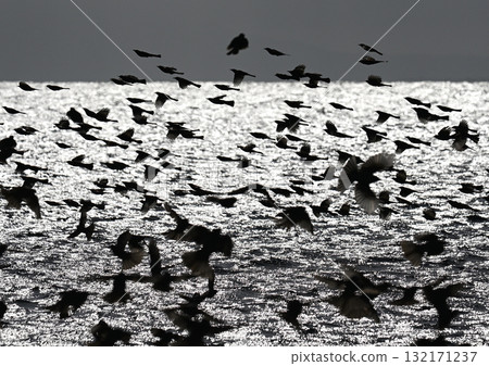 棕色耳鵯群 棕色耳鵯群 132171237