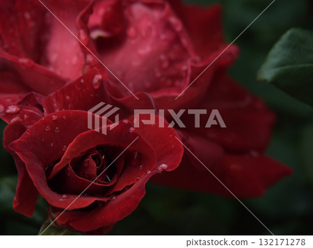 被稱為「紅茶」的棕色玫瑰在六月的雨中綻放出美麗的花朵。 被稱為「紅茶」的棕色玫瑰在六月的雨中綻放出美麗的花朵。 132171278