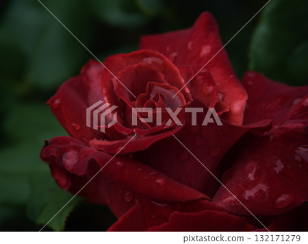 Brown roses called "Black Tea" bloomed beautifully in the rain in June. 132171279