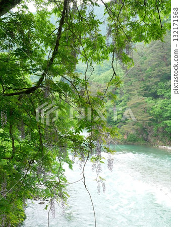 紫藤花02 紫藤花02 132171568