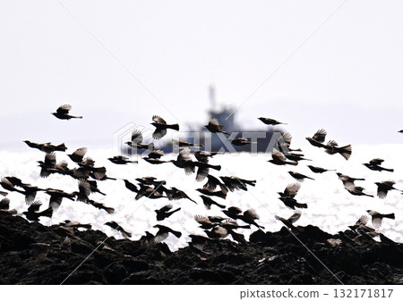 棕色耳鵯群 132171817