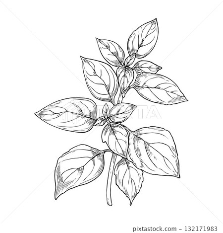 Silhouette of a parsley herb stem with intricate leaves and small flowers, in black ink style on white background, concept of culinary plants Silhouette of a parsley herb stem with intricate leaves and small flowers, in black ink style on white background, concept of culinary plants 132171983