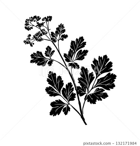 Silhouette of a parsley herb stem with intricate leaves and small flowers, in black ink style on white background, concept of culinary plants Silhouette of a parsley herb stem with intricate leaves and small flowers, in black ink style on white background, concept of culinary plants 132171984