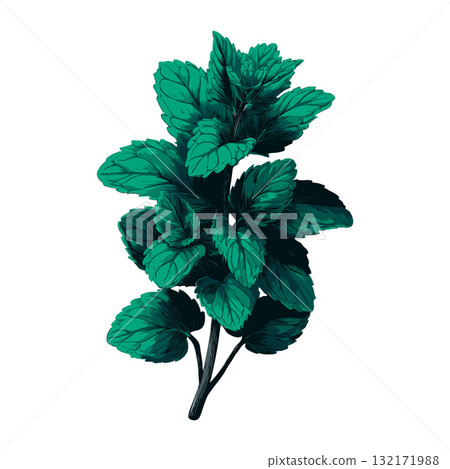Realistic drawing of a green mint plant with textured leaves, hand-drawn style on white background, concept of culinary and herbal freshness 132171988