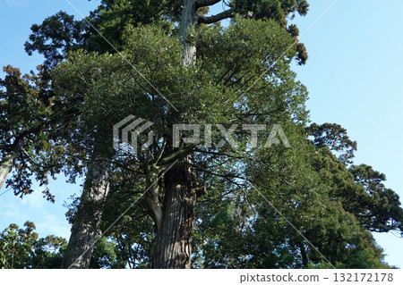 茨城縣_鹿島神社 132172178