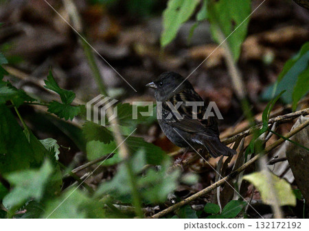 灰色旗布 132172192