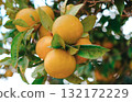 A close-up shot of a cluster of fresh, ripe oranges hanging from a branch in an orange grove.  132172229