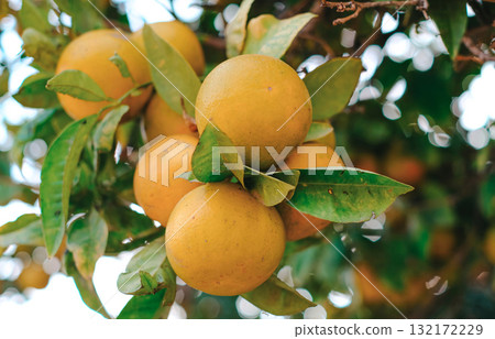 A close-up shot of a cluster of fresh, ripe oranges hanging from a branch in an orange grove. A close-up shot of a cluster of fresh, ripe oranges hanging from a branch in an orange grove. 132172229